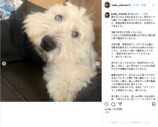 工藤静香、愛犬との別れに深い悲しみの画像