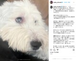 工藤静香、愛犬との別れに深い悲しみの画像