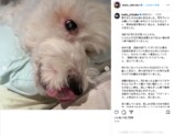 工藤静香、愛犬との別れに深い悲しみの画像