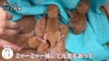 やす子に坂上忍...保護猫を迎えるの画像