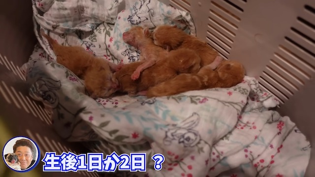 やす子に坂上忍...保護猫を迎えるの画像