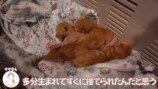 やす子に坂上忍...保護猫を迎えるの画像