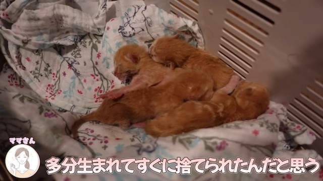 やす子に坂上忍...保護猫を迎えるの画像