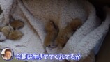 やす子に坂上忍...保護猫を迎えるの画像