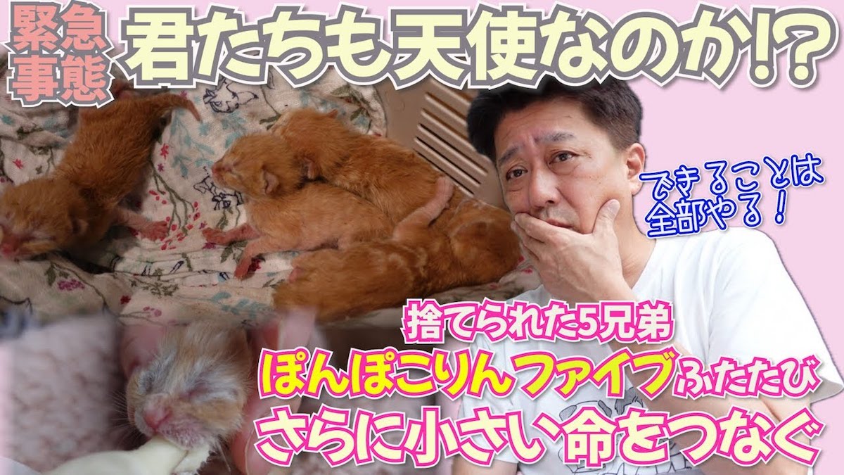 やす子に坂上忍...保護猫を迎える