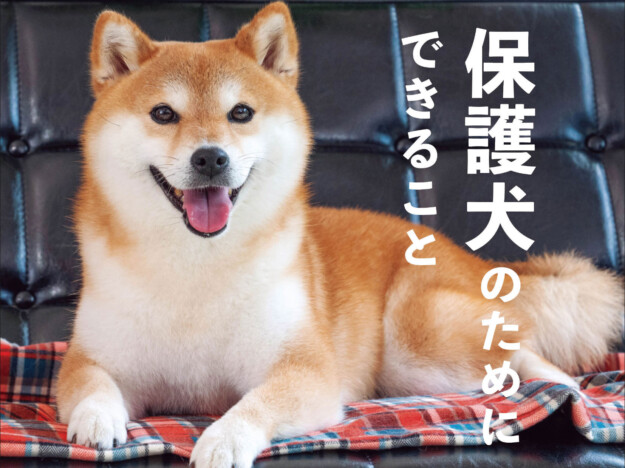 保護犬のためにできることとは？　保護団体や保護された犬たちの生活を追う『Shi-Ba【シーバ】』Vol.133