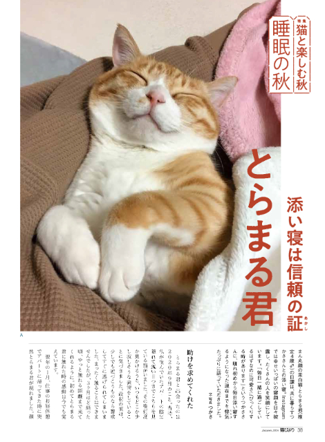 ヤバT・ありぼぼのインタビューも『猫びより』秋号の画像