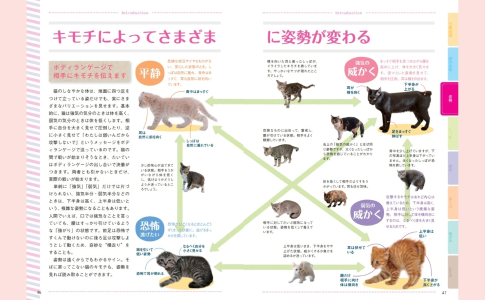 猫の気持ちがわかる『猫語辞典』の画像