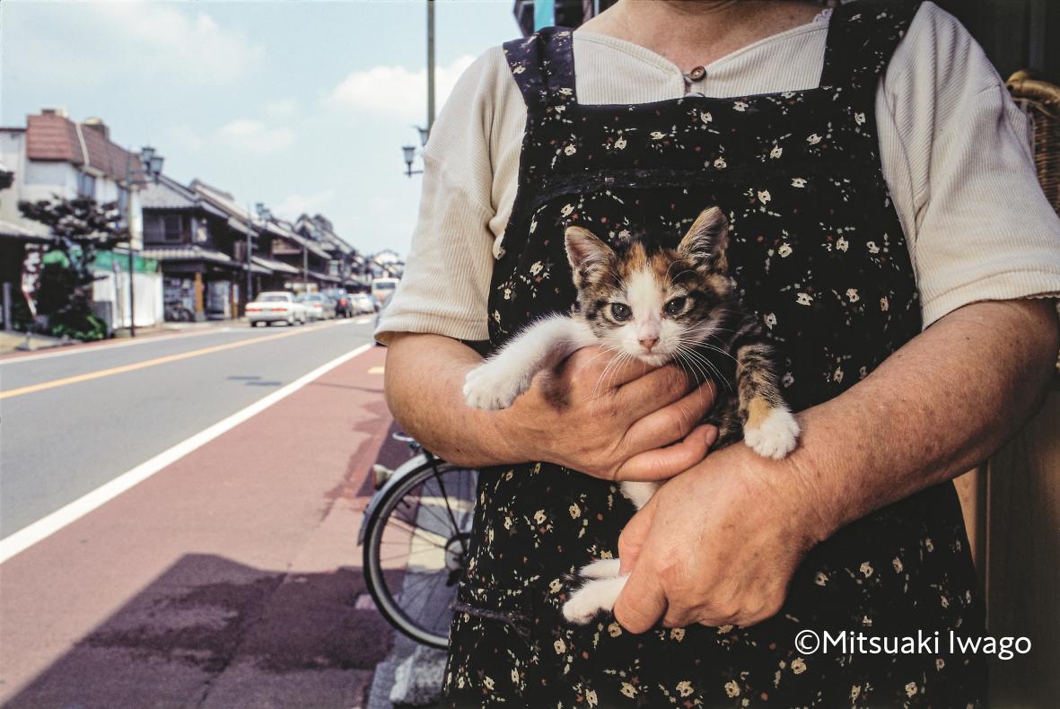 全国から60匹の「看板猫」が登場の画像