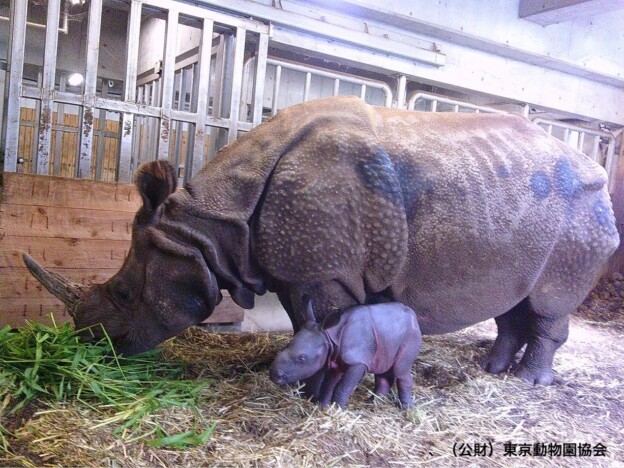 インドサイ、なぜ50年ぶりの出産に？　多摩動物公園職員に聞く、サイ繁殖の“特殊事情”