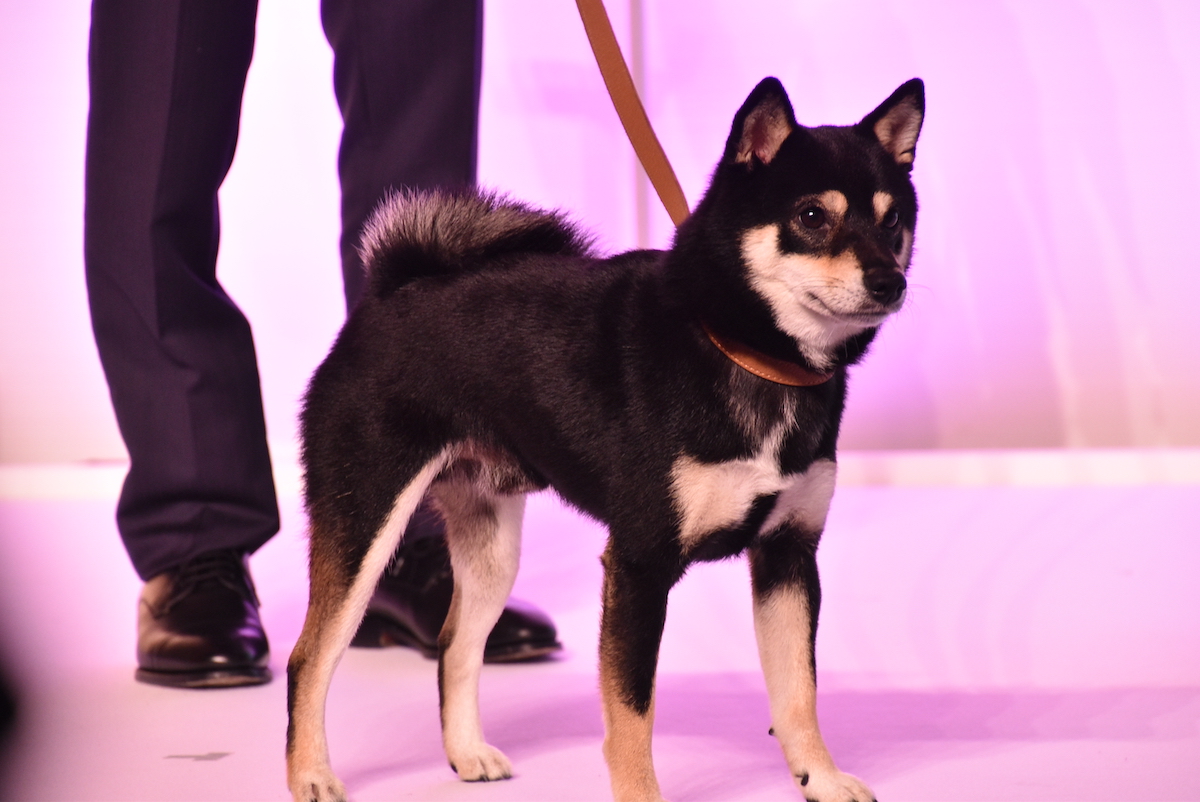 菊池風磨、“愛犬”アキラとの仲良しアピールの画像