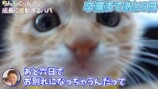 坂上忍、保護猫3匹と“お別れ”の画像