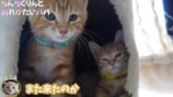 坂上忍、保護猫3匹と“お別れ”の画像