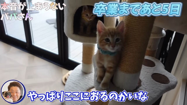 坂上忍、保護猫3匹と“お別れ”の画像