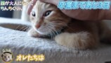 坂上忍、保護猫3匹と“お別れ”の画像