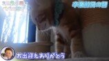 坂上忍、保護猫3匹と“お別れ”の画像