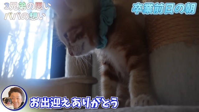 坂上忍、保護猫3匹と“お別れ”の画像