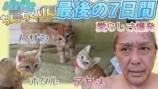 坂上忍、保護猫3兄妹と“お別れ”　献身的な姿に視聴者称賛「涙でました」