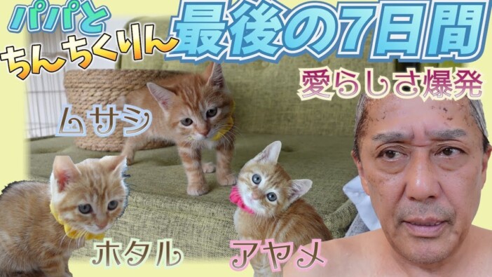 坂上忍、保護猫3匹が“卒業”　献身的な姿に視聴者共感「涙でました」