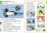 『探す、出あう、楽しむ　身近な野鳥の観察図鑑』の画像