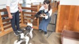 みやぞん、保護犬の成長にメロメロ　の画像