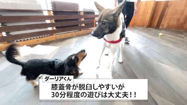 みやぞん、保護犬の成長にメロメロ　の画像