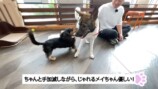 みやぞん、保護犬の成長にメロメロ　の画像