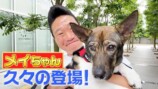 みやぞん、保護犬の成長にメロメロ　動物を守る“使命感”に視聴者尊敬「心が綺麗」