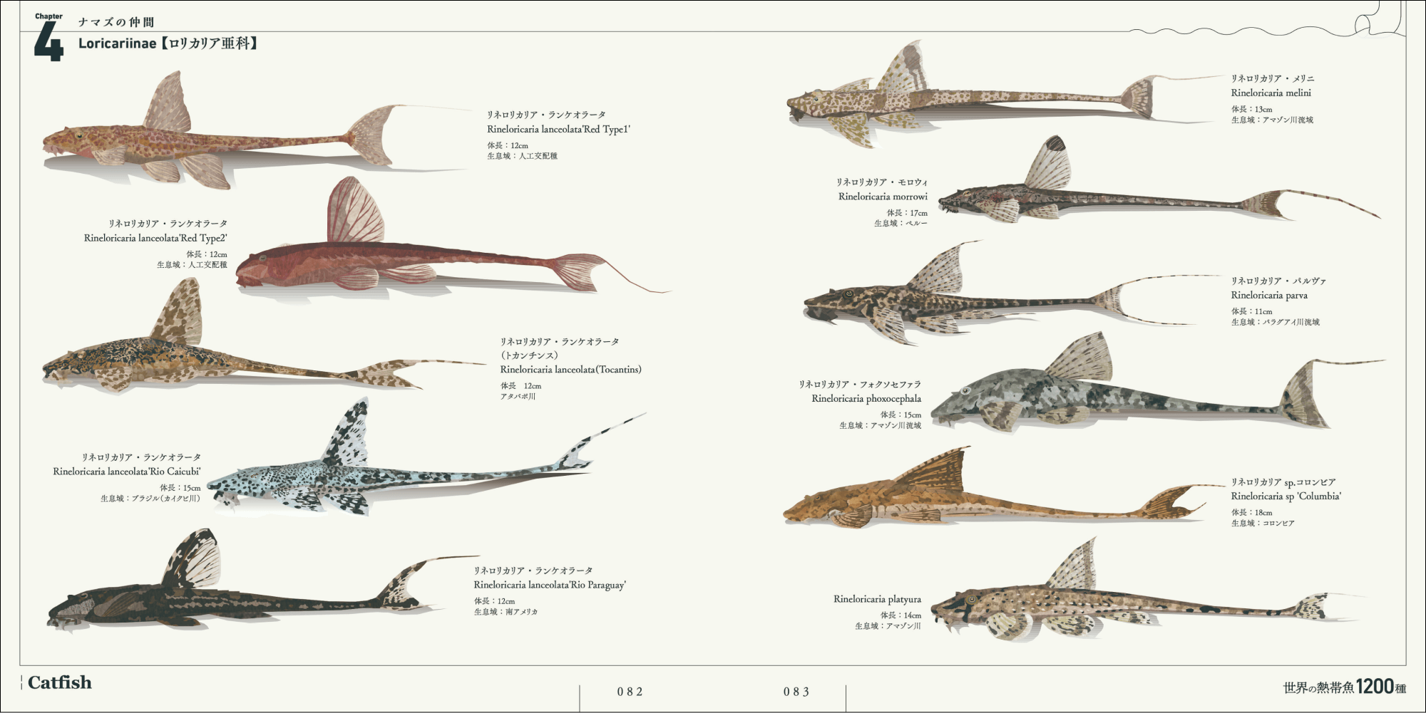 熱帯魚の魚体を正確に描いた美しい画集の画像