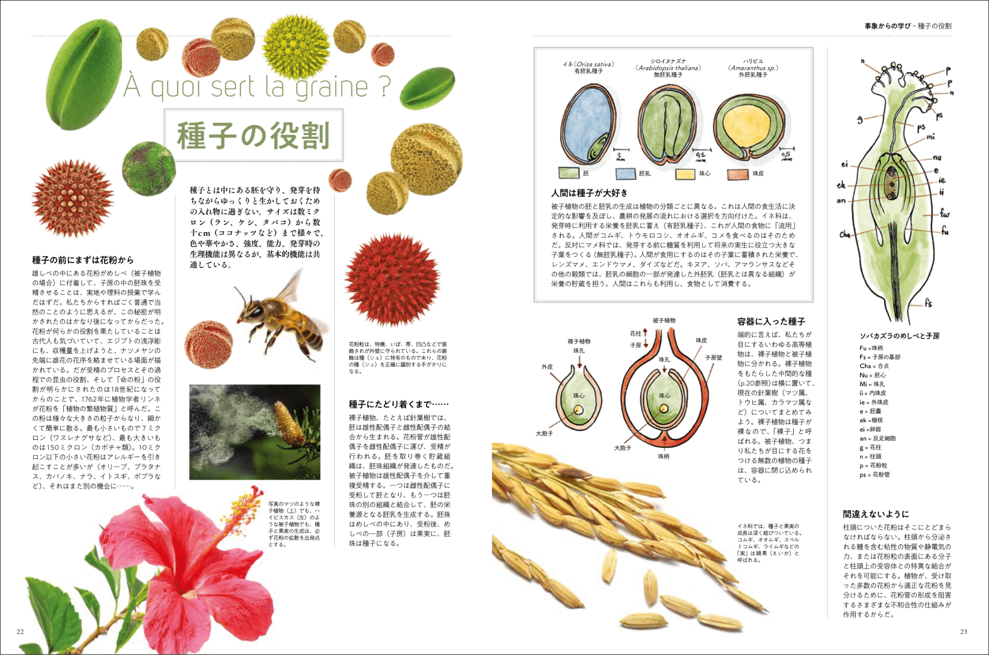 『ビジュアルで学ぶ 種を知る図鑑』に注目の画像