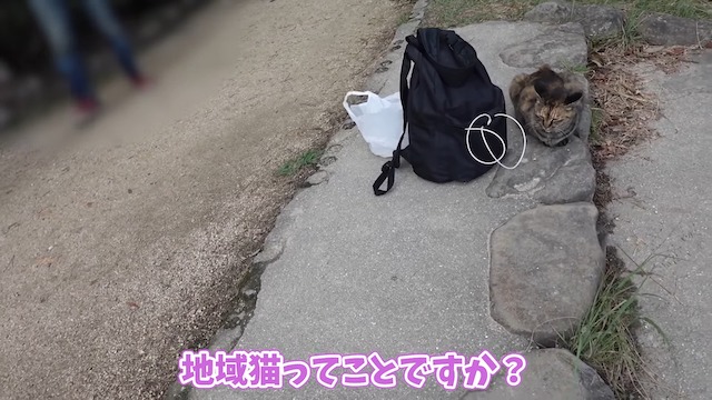 あま猫、フェラーリで日本一周の画像