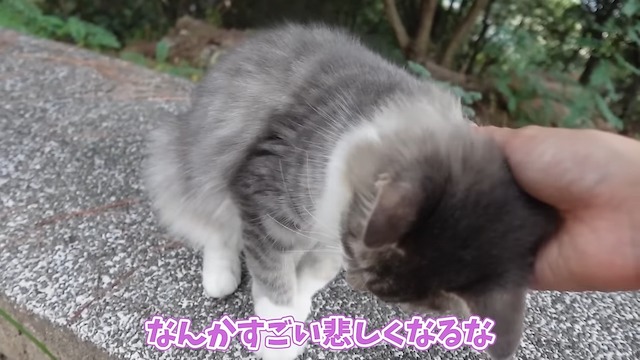 あま猫、フェラーリで日本一周の画像