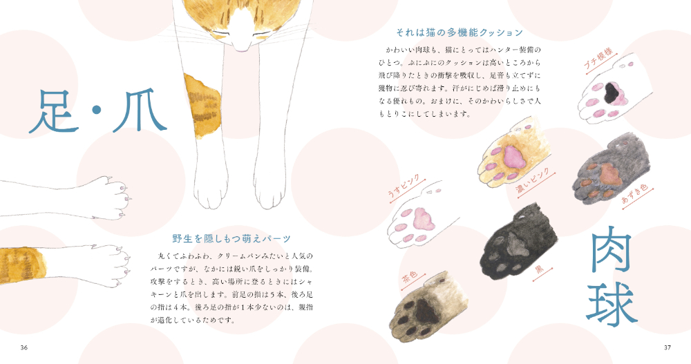 猫のかわいさが詰まった『いとしの猫図鑑』の画像