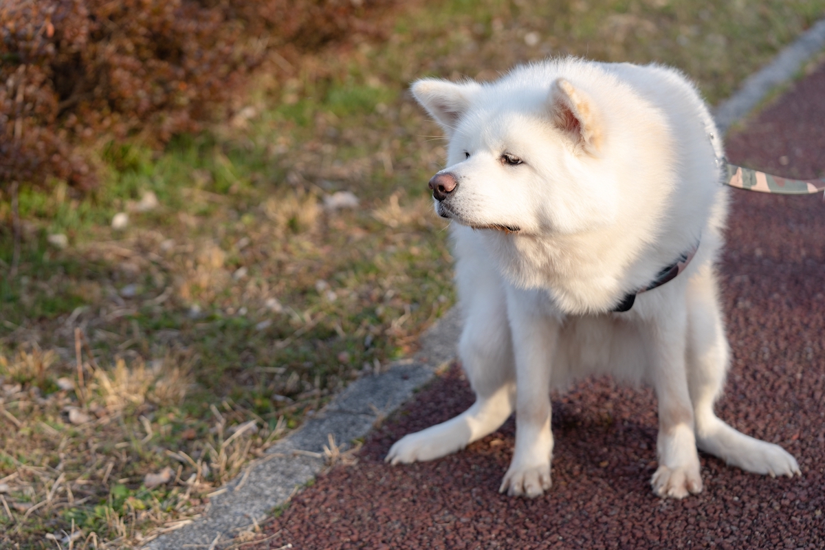 最新科学で解き明かす『うんこの世界』