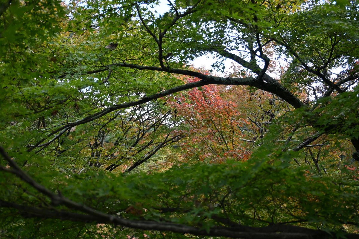 ニコンの最新ミラーレスカメラの画像