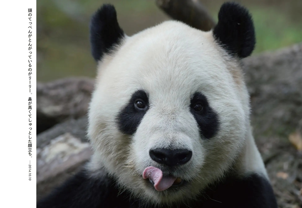パンダ・リーリーとシンシンの写真集が発売の画像