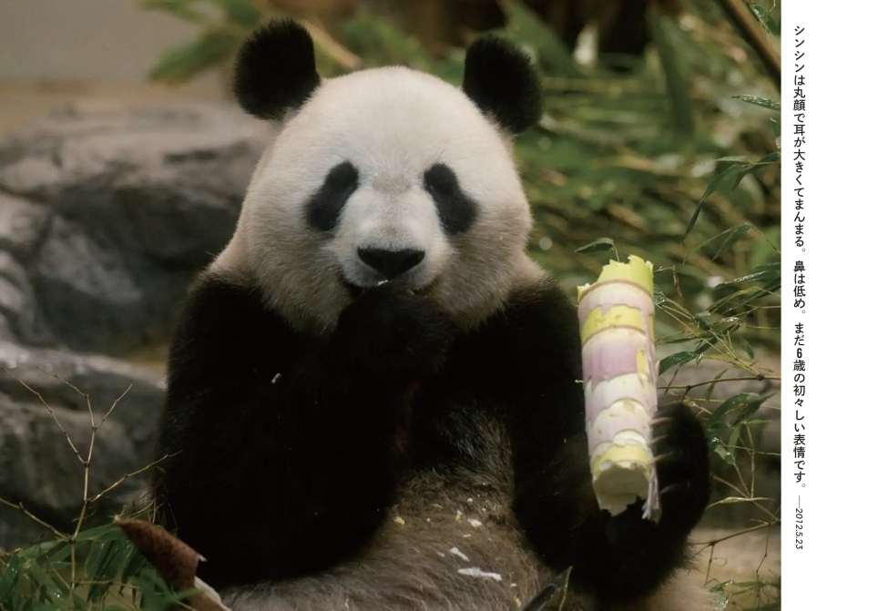 パンダ・リーリーとシンシンの写真集が発売の画像