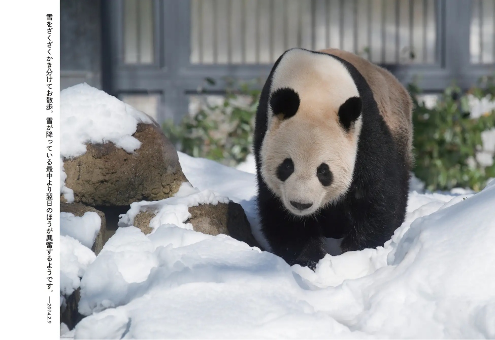 パンダ・リーリーとシンシンの写真集が発売の画像
