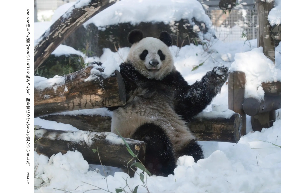 パンダ・リーリーとシンシンの写真集が発売の画像