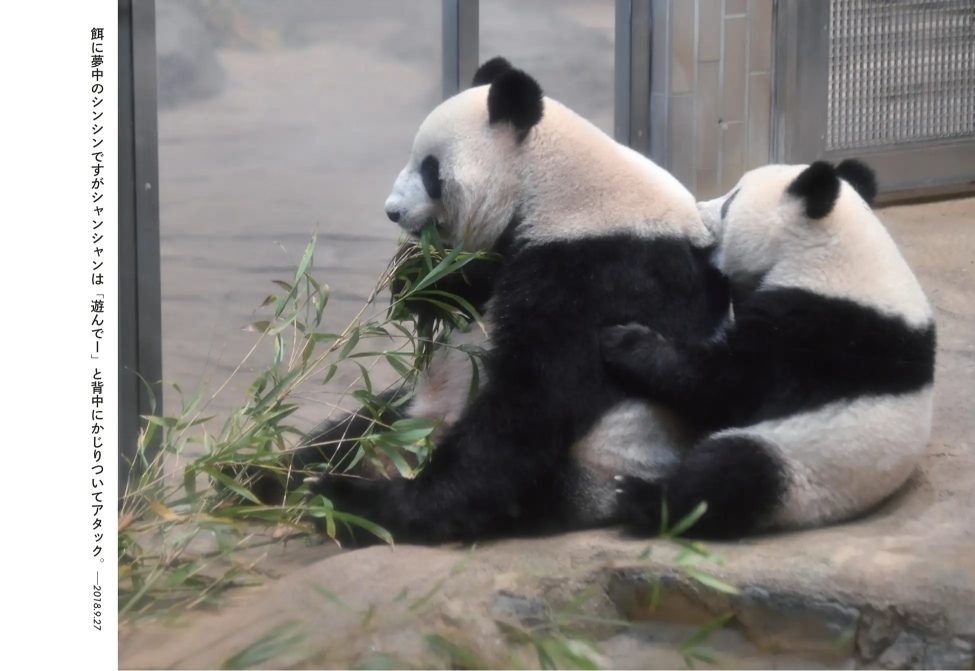 パンダ・リーリーとシンシンの写真集が発売の画像