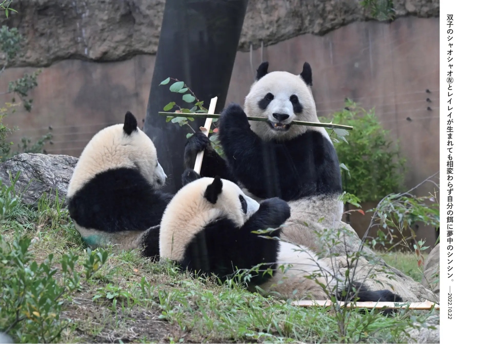 パンダ・リーリーとシンシンの写真集が発売の画像