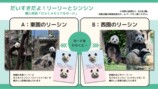 パンダ・リーリーとシンシンの写真集が発売の画像