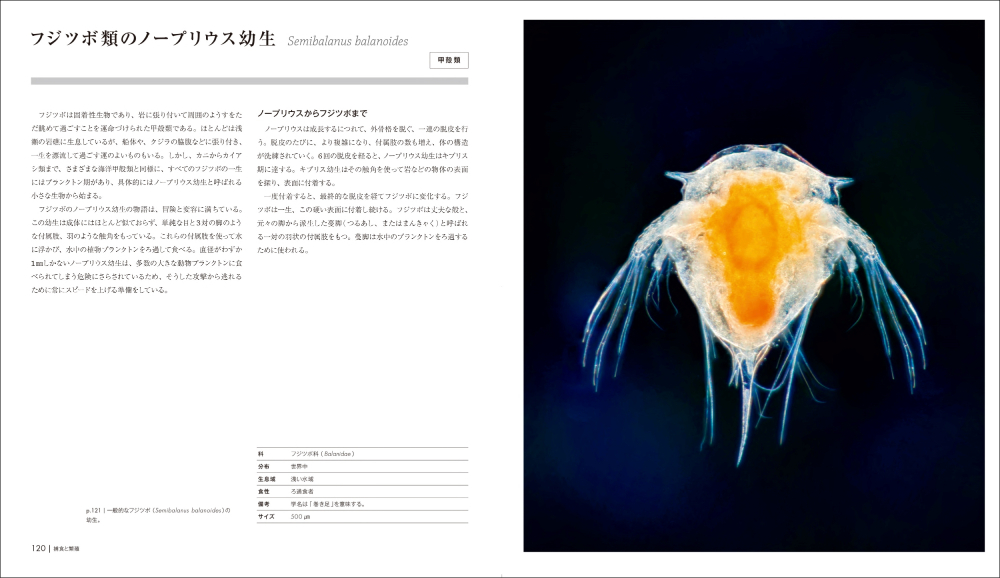 『迫力ビジュアル図鑑 プランクトンの世界』の画像