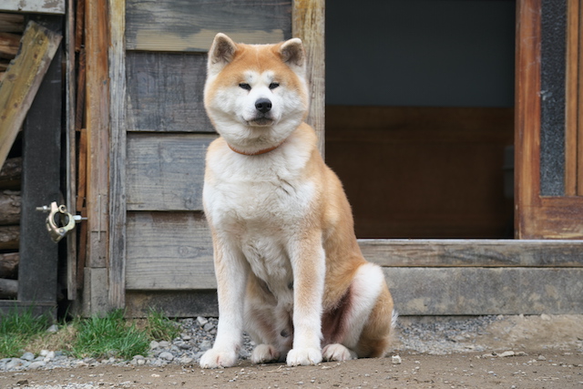 本広克行×谷口悟朗が語る実写とアニメ演出論の画像
