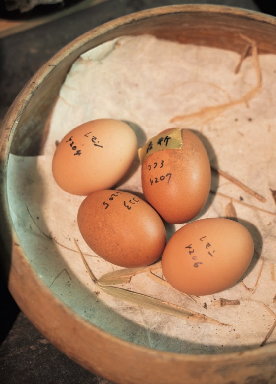 タマゴ好きのアンソロジーエッセイが発売の画像