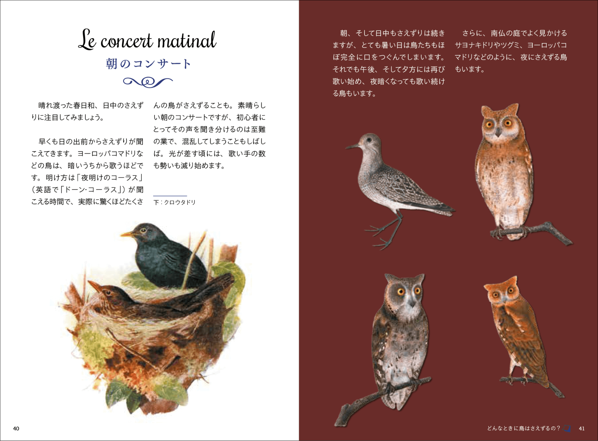 40種以上の小鳥の鳴き声や生態を解説の画像