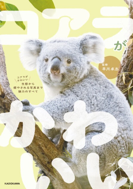 『コアラがかわいい 生態から癒やされる写真まで魅力のすべて』