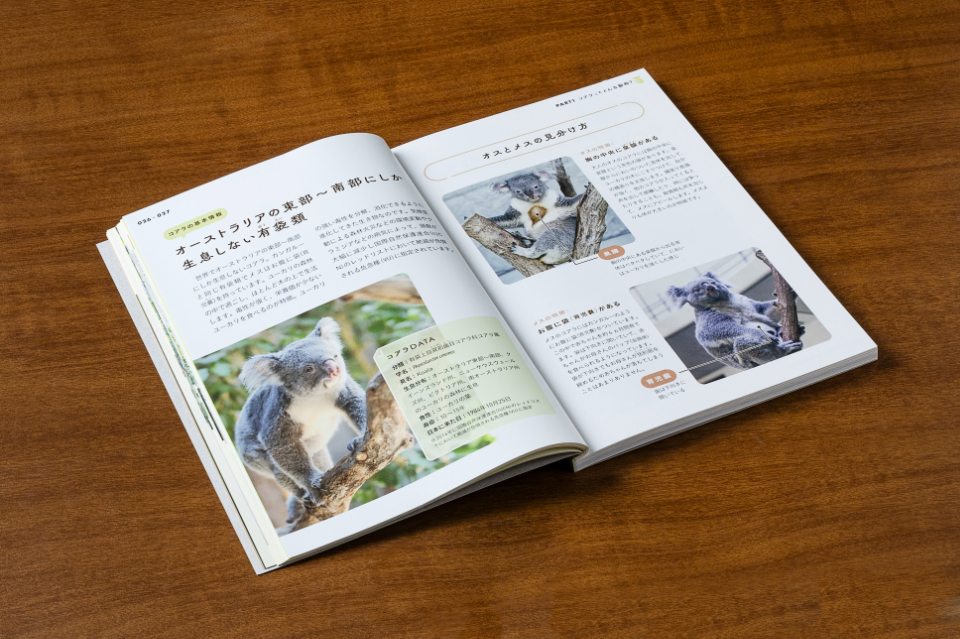 『コアラがかわいい 生態から癒やされる写真まで魅力のすべて』の画像