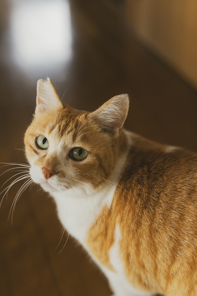 『元野良猫チャチャの毎日』が3月14日に発売の画像