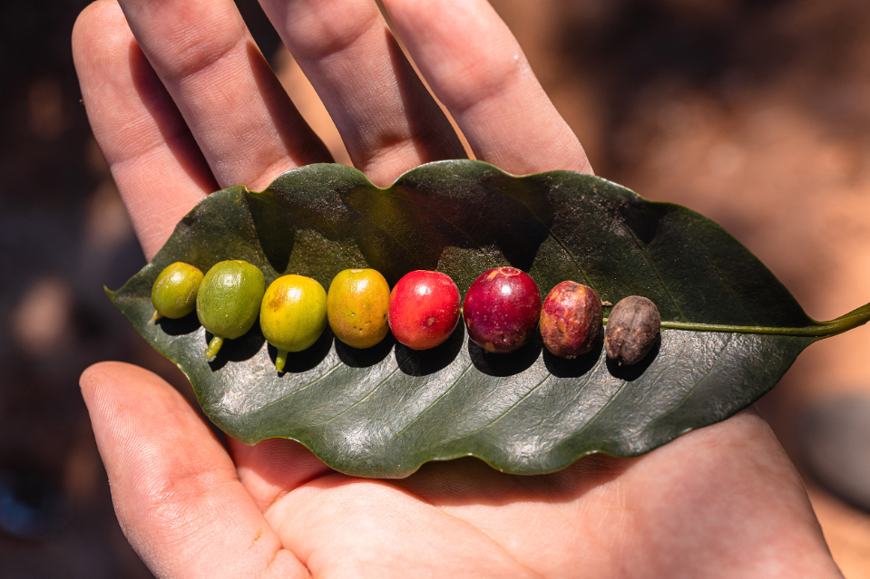 栽培から流通、品評会まで『Coffee大図鑑』の画像